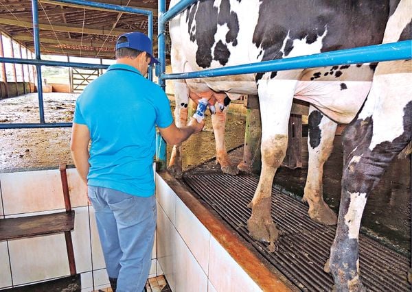 Parte da produção leiteira no ES é voltada para agroindústria