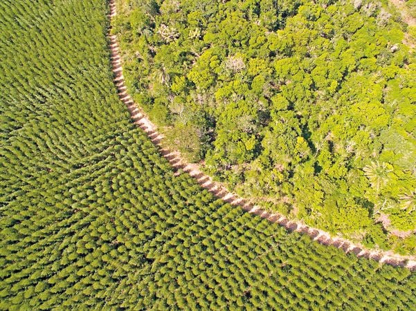 Suzano tem focado no aumento da base florestal para diversificar investimentos em território capixaba