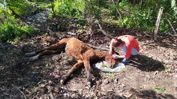 Égua recebendo cuidado de grupo voluntário em Linhares
