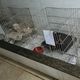 Imagem - Médico veterinário é preso após denúncia de maus-tratos em Vila Velha