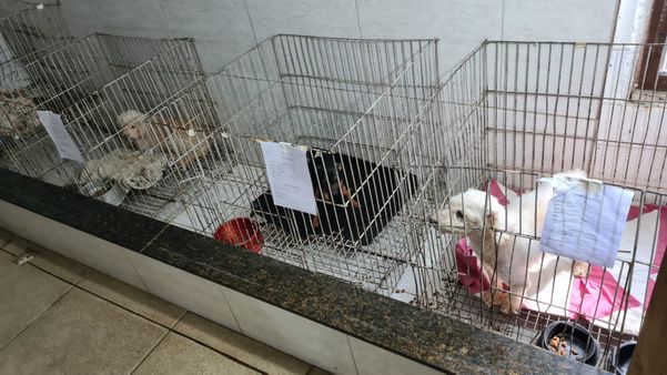 Médico veterinário é preso após denúncia de maus-tratos em Vila Velha