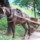 Imagem - Serra vai multar em R$ 2 mil quem chicotear animal