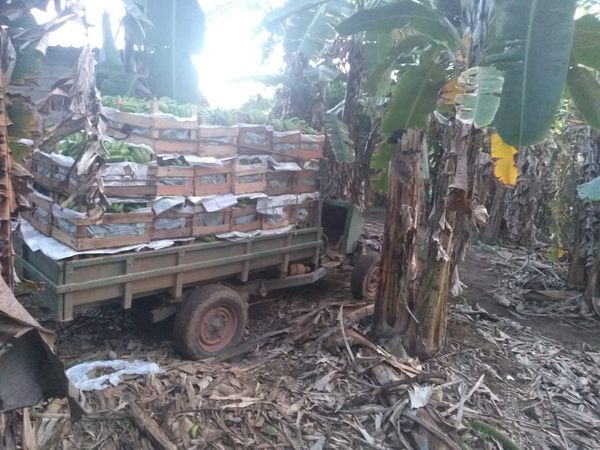 "Minicaminhão" foi montado em substituição à "tobata" que o agricultor Cézar Kuster não tinha dinheiro para comprar por Acervo pessoal