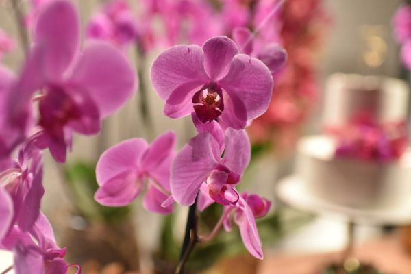 Aniversário de 15 anos de Sophia Peterli