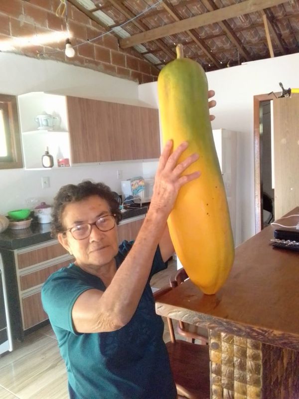 O mamão de 60 centímetros foi colhido no quintal de casa por Arquivo pessoal