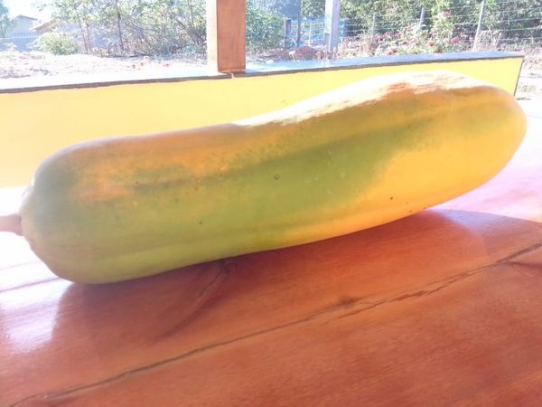 O tamanho do mamão surpreendeu as pessoas que viram a fruta por Arquivo pessoal