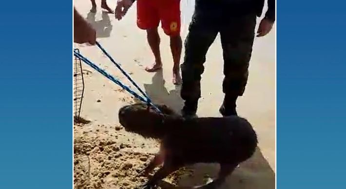 Na manhã desta quarta (15), o roedor adulto foi encontrado na faixa de areia. Uma equipe foi acionada para retirar o bicho e encaminhá-lo a um centro de reabilitação