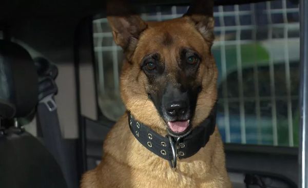 Policiais contaram com a ajuda da cadela Meg para encontrar as drogas