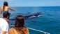 Turistas veem baleias-jubarte na costa do Espírito Santo(Divulgação/ Site Quero ver baleia)