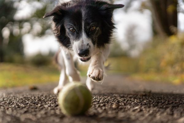 Brincar de jogar a bolinha para os cachorros e sair para caminhar com eles todos os dias já ajuda a manter as articulações saudáveis 