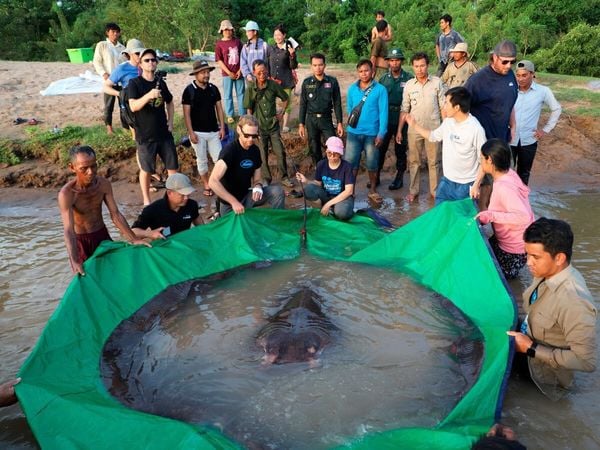 Pesando 300 quilos e medindo quase quatro metros, a maior arraia de água doce já registrada na história foi capturada no Camboja