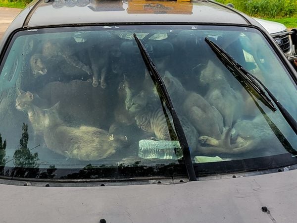 Gatos viviam dentro de um carro com o dono; animais foram resgatados na última semana nos EUA