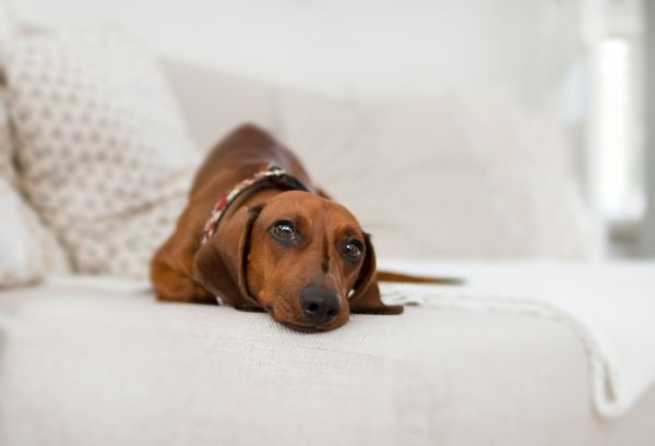 Cachorro deitado na cama
