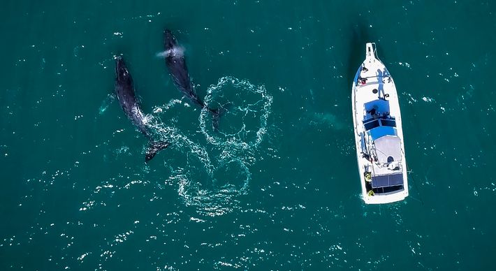 As 'gigantes do mar', como são conhecidas as baleias-jubarte, começaram a chegar no Espírito Santo. Com isso, a temporada de observação 2022 já iniciou
