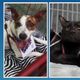 Imagem - Vitória e Cariacica terão feiras com cães e gatos em busca de um lar