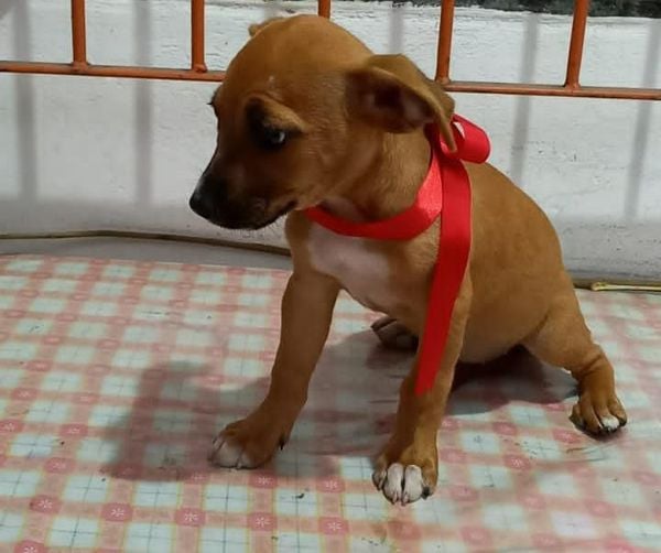Animais para adoção do do evento de Adoção “O amor tem 4 letras e 4 patas”, em Vitória por Divulgação | Sopaes