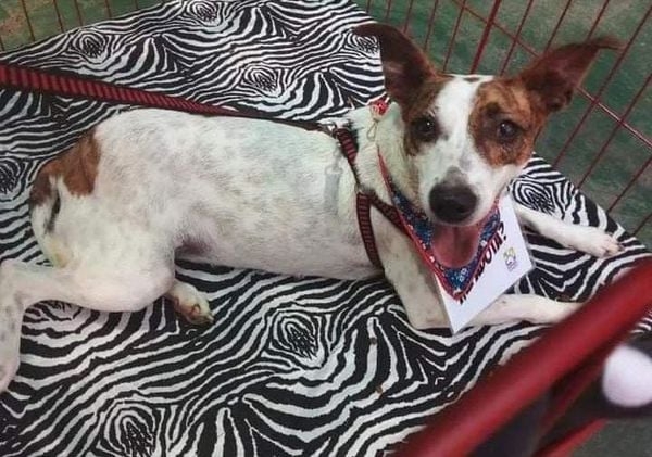 Animais para adoção do do evento de Adoção “O amor tem 4 letras e 4 patas”, em Vitória por Divulgação | Sopaes