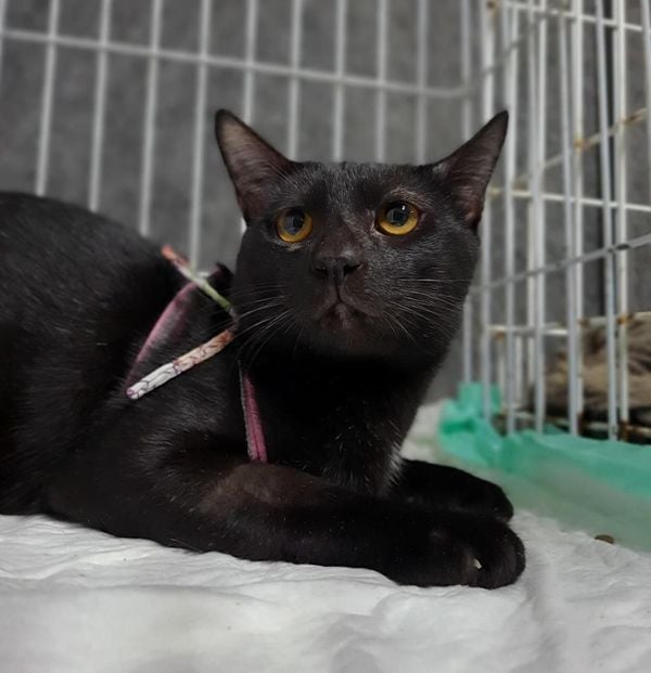 Animais para adoção do do evento de Adoção “O amor tem 4 letras e 4 patas”, em Vitória por Divulgação | Sopaes