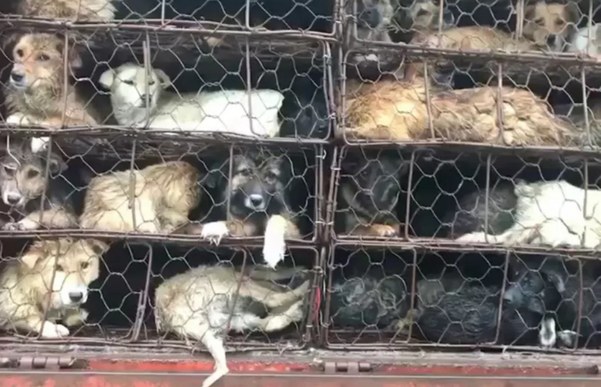 Animais seriam levados a festival de carne na China