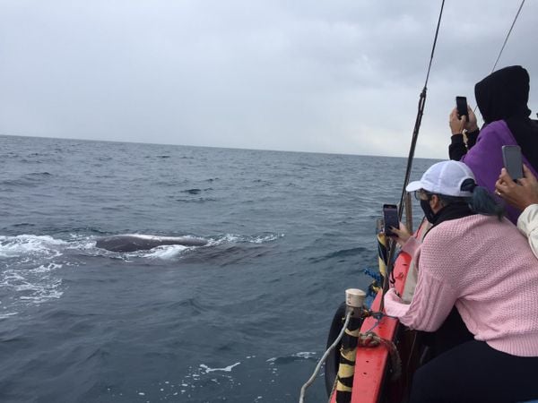 Baleias Jubarte aparecem ao lado de barco no ES