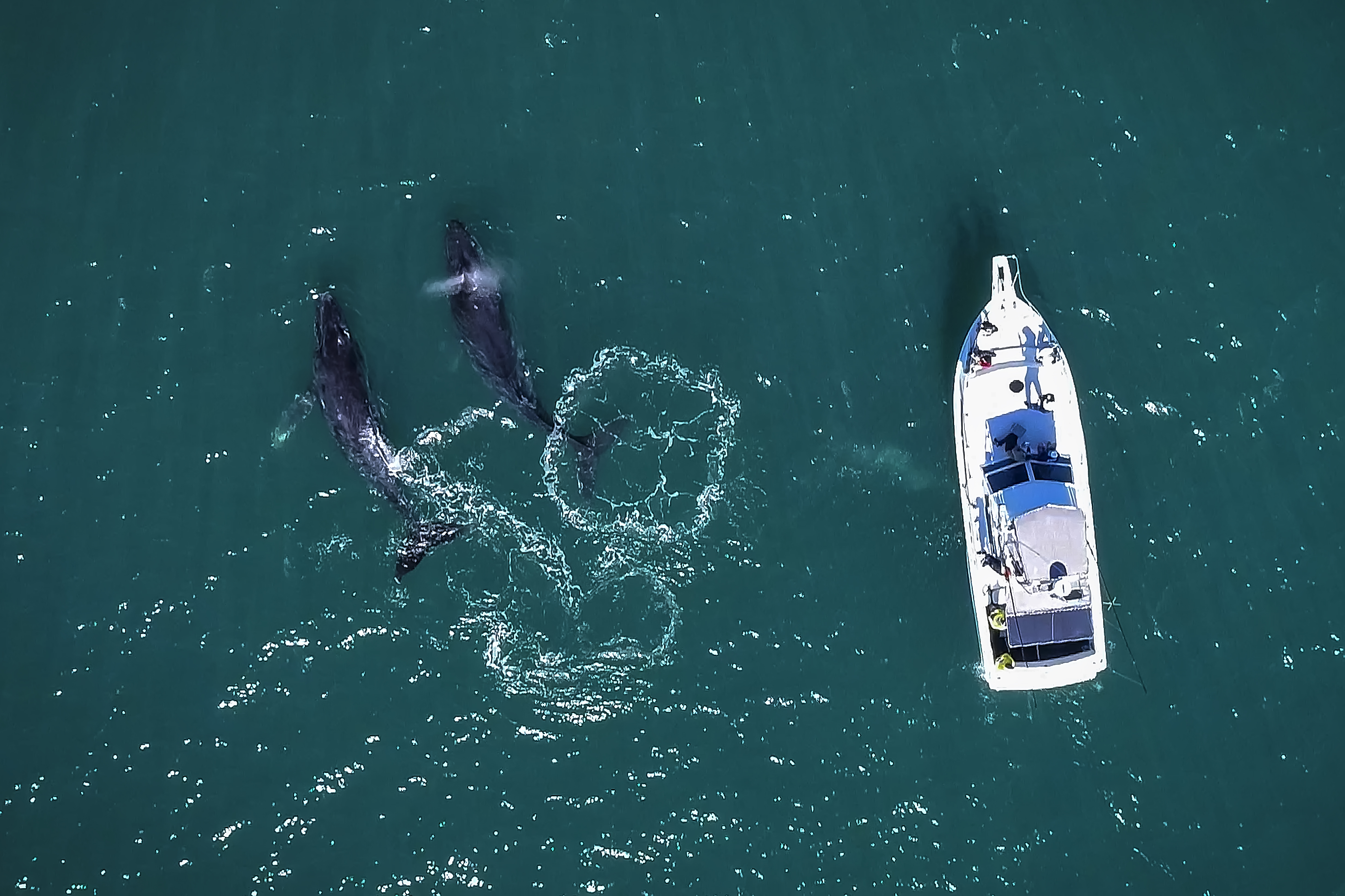 As 'gigantes do mar', como são conhecidas as baleias-jubarte, começaram a chegar no Espírito Santo. Com isso, a temporada de observação 2022 já iniciou