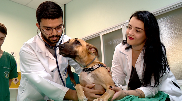 Veterinários criam cadeira de rodas para cachorrinha atropelada em Colatina