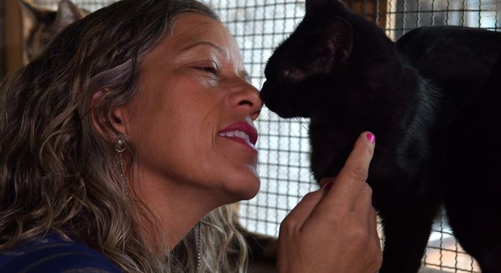 Marinete Angela de Souza, de 49 anos, perdeu o emprego na pandemia e passou a dedicar 100% do tempo aos gatos que resgata; ela precisa de doações para conseguir manter os animais
