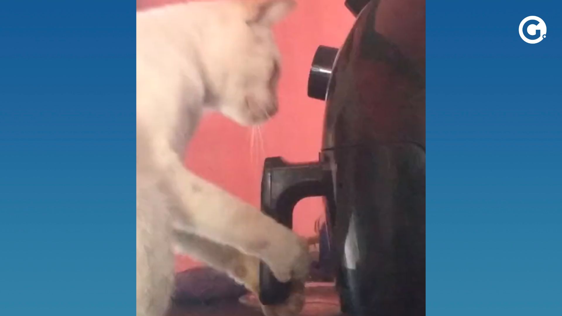 Robô coloca comida na medida certa para auxiliar dieta de gato e interage  com o felino: 'Mano! Vem comer papá bom', Fantástico