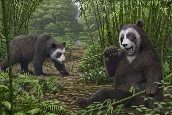 Ancestrais do panda já contavam com um falso polegar para pegar bambus e se alimentarem