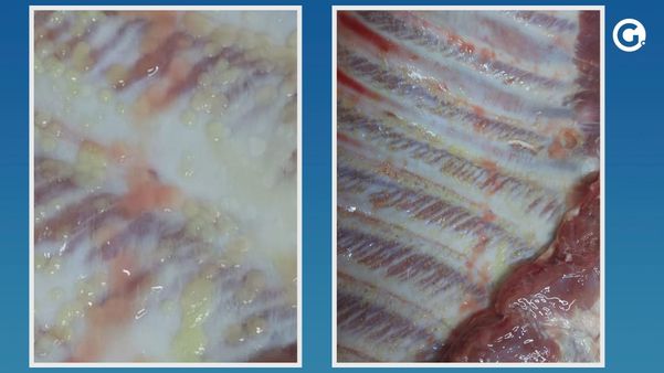 Carne apreendida em Vila Velha tinha 