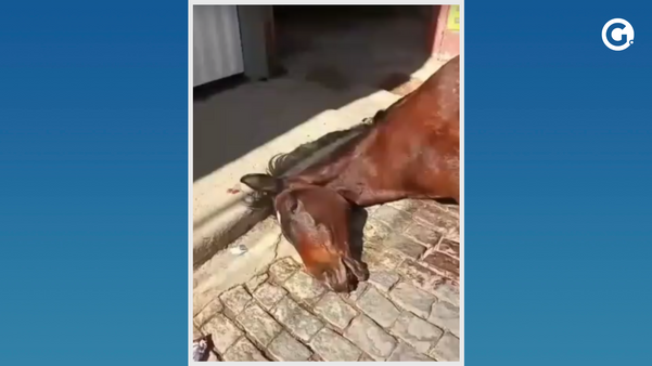 Égua é abandonada no meio da rua com ferimentos graves em Guaçuí