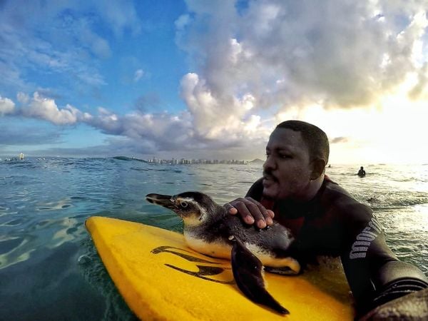 Pinguim 'pede ajuda' a surfistas e é resgatado em Vila Velha por Romerito Lopes