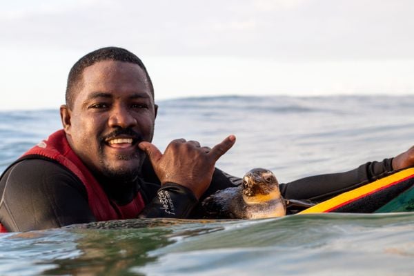 pinguim 'pede ajuda' a surfistas e é resgatado em Vila Velha por Diego Silva