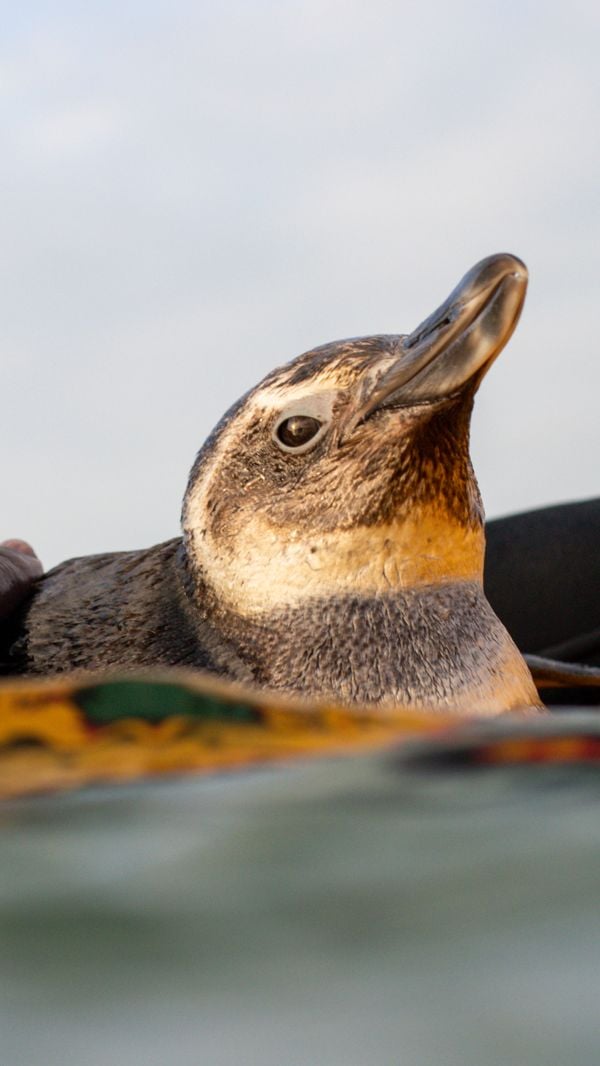 Pinguim resgatado em Vila Velha por Diego Silva
