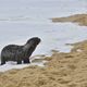 Imagem - Vídeo: filhote de lobo-marinho aparece na Praia da Costa, em Vila Velha