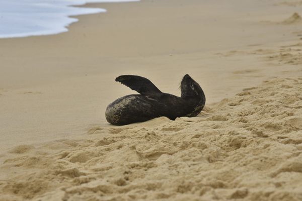 Filhote de Lobo-Marinho surpreendeu banhistas da Praia da Costa, em Vila Velha