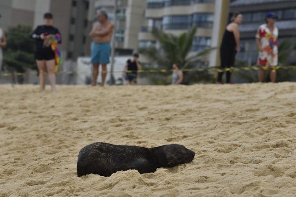 Filhote de Lobo-Marinho surpreendeu banhistas da Praia da Costa, em Vila Velha