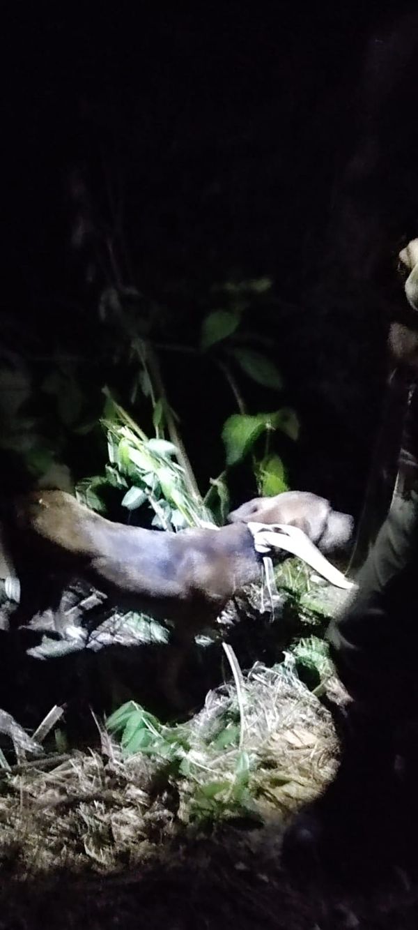 Resgate de cão mobiliza equipe com oito bombeiros em Conceição do Castelo por Divulgação/ Corpo de Bombeiros 