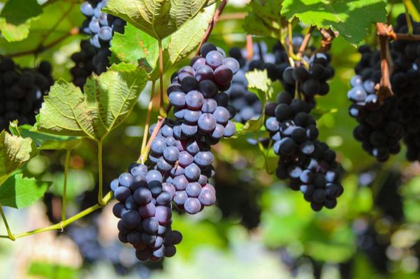 Polo de uvas em Linhares: município aposta em diversificação de culturas