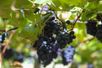 Polo de uvas em Linhares: município aposta em diversificação de culturas(Kevin Fracalossi/Prefeitura de Linhares/Divulgação)