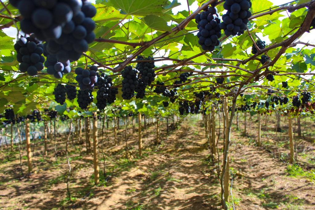 Polo de uvas em Linhares: município aposta em diversificação de culturas