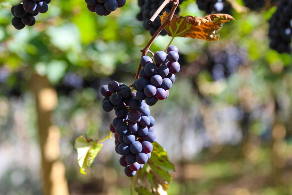 Polo de uvas em Linhares: município aposta em diversificação de culturas