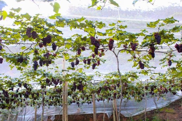 Polo de uvas em Linhares: município aposta em diversificação de culturas