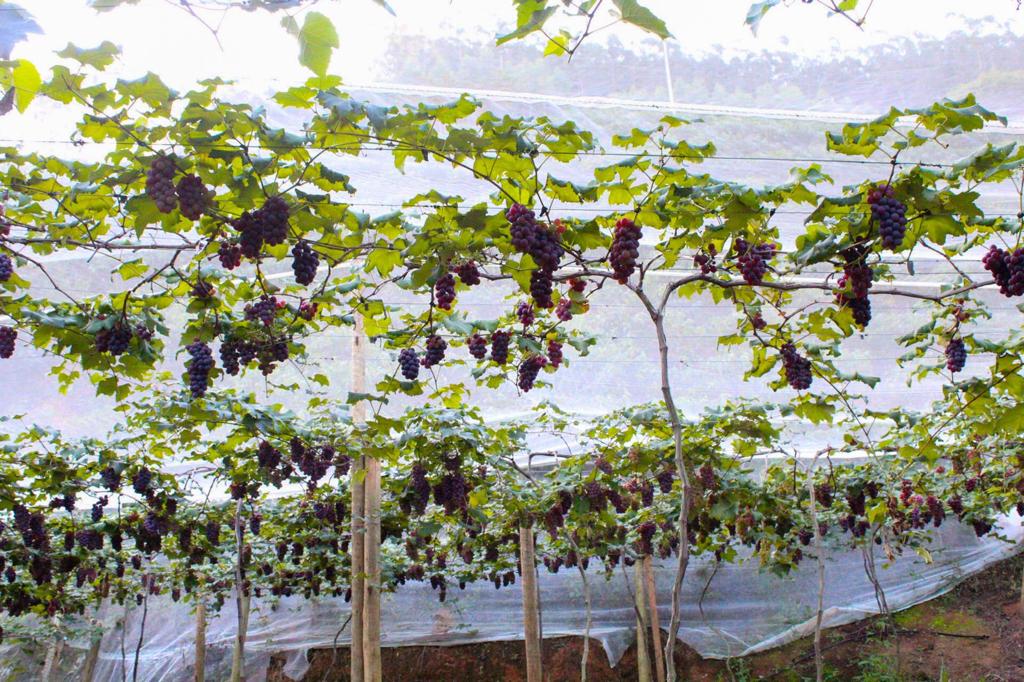 Polo de uvas em Linhares: município aposta em diversificação de culturas