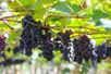 Polo de uvas em Linhares: município aposta em diversificação de culturas(Kevin Fracalossi/Prefeitura de Linhares/Divulgação)