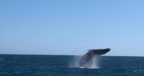 Turista filma show de baleia no litoral do ES