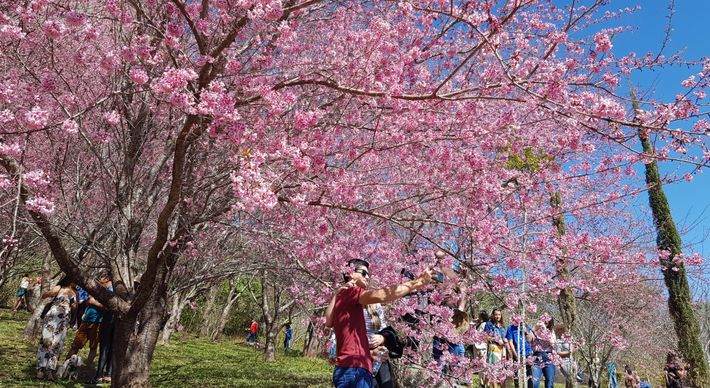 De acordo com Instituto Erling Lorentzen, responsável pela área, fatores climáticos alterarm a floração das Cerejeiras do Bosque