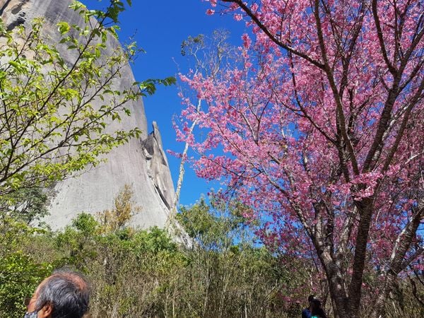 Árvores do Bosque das Cerejeiras por Divulgação / Associação Nikkei de Vitória 