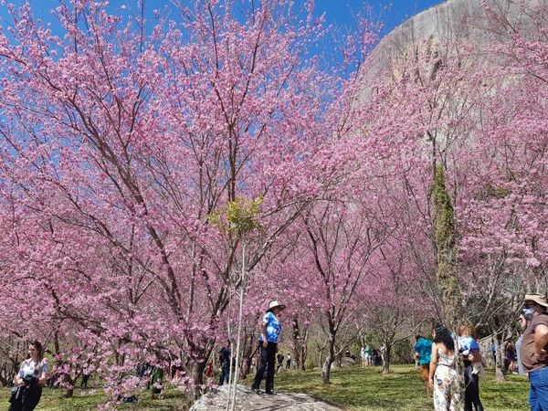 Árvores do Bosque das Cerejeiras por Divulgação / Associação Nikkei de Vitória 