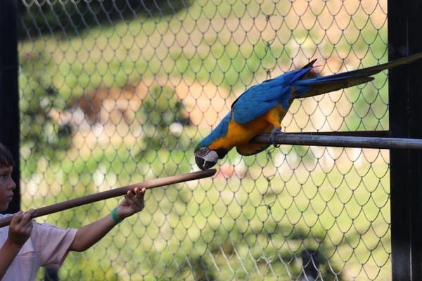 Nas férias de julho, Bioparque das Aves, em Domingos Martins, vai funcionar com horário e dias ampliados